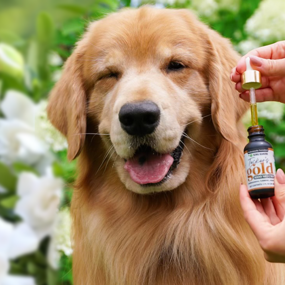 King Kanine: Pet Wellness, Scaled